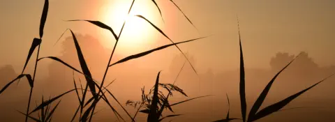 Schilf im nebligen Sonnenuntergang.